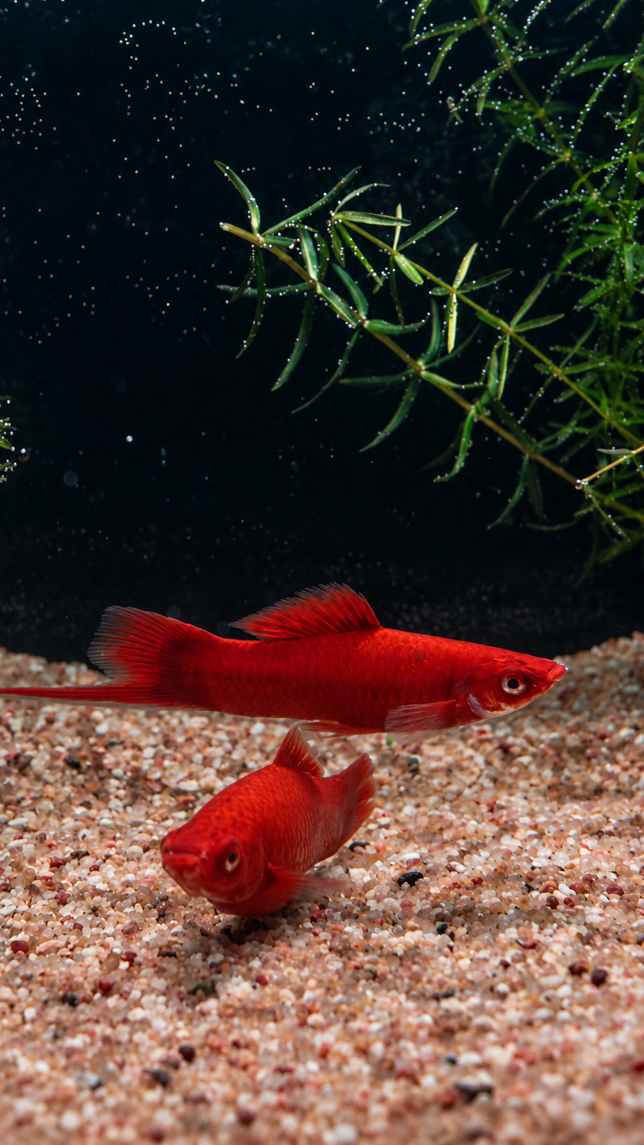 Swordtail