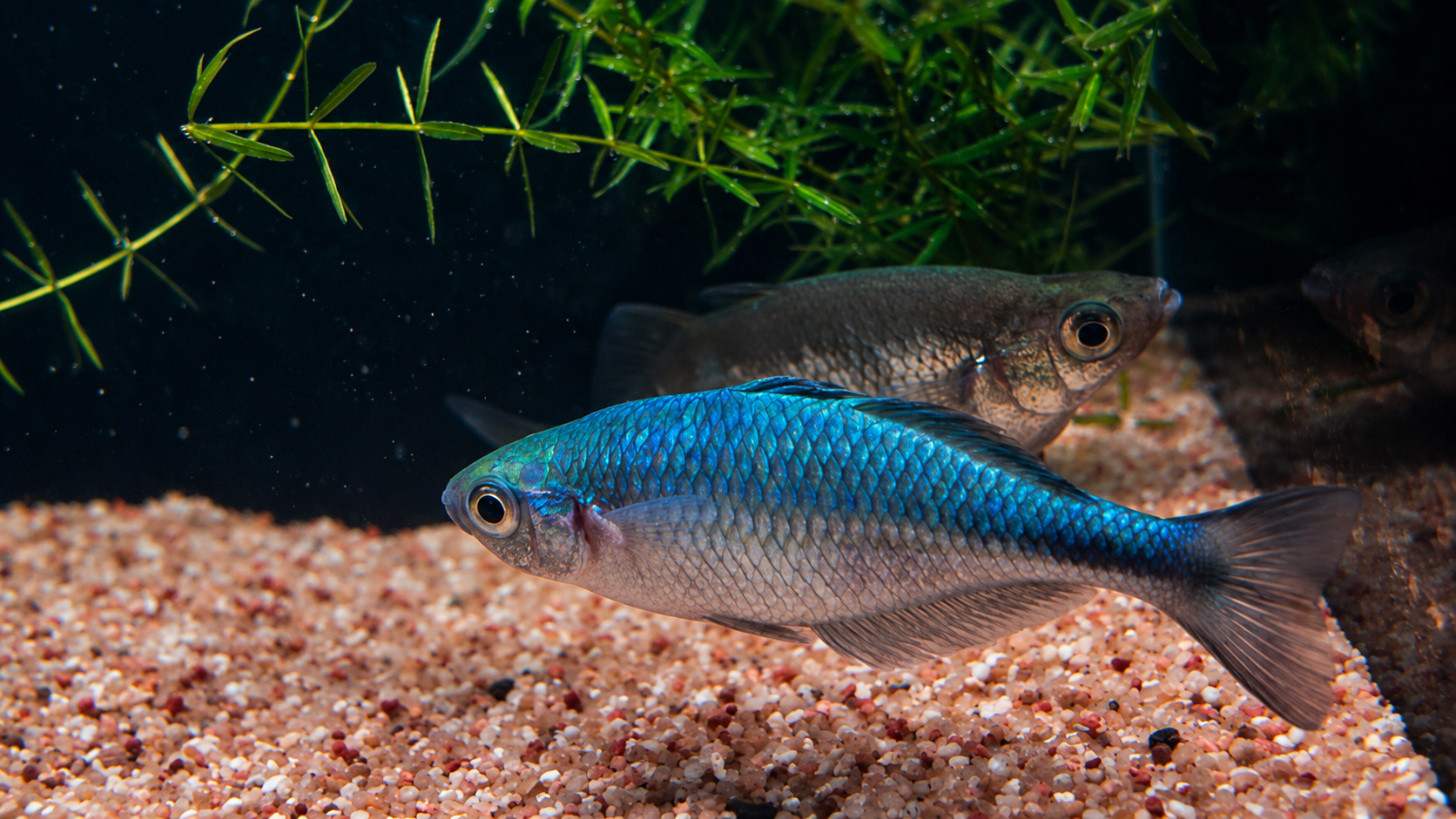 Rainbowfish alternate view