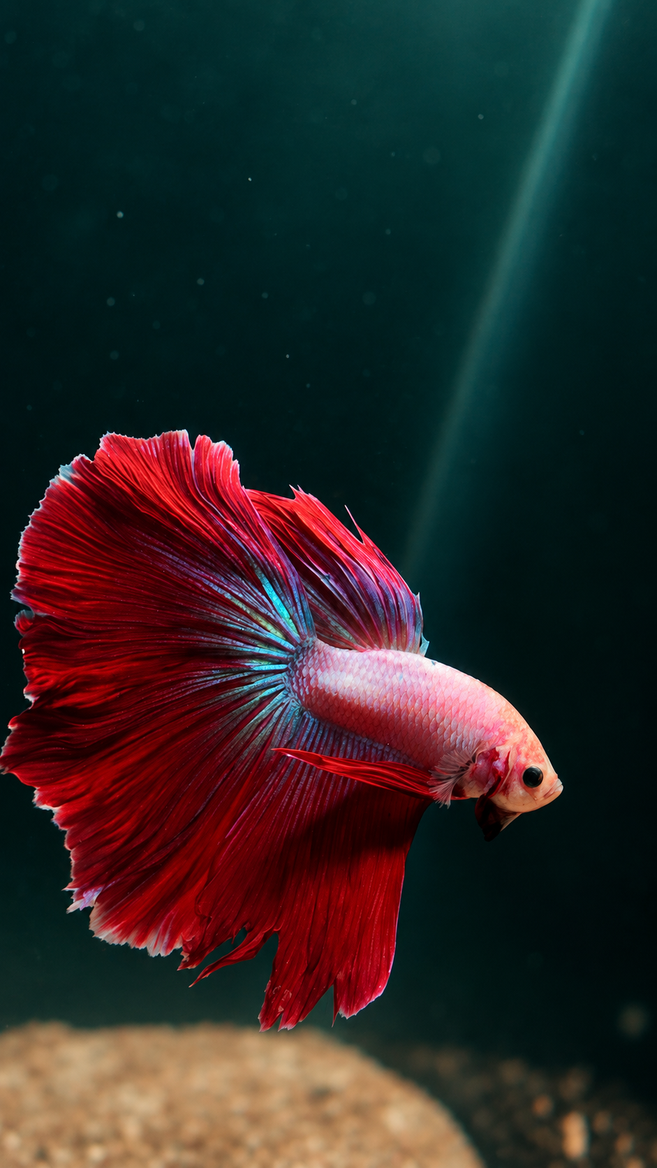 Betta
