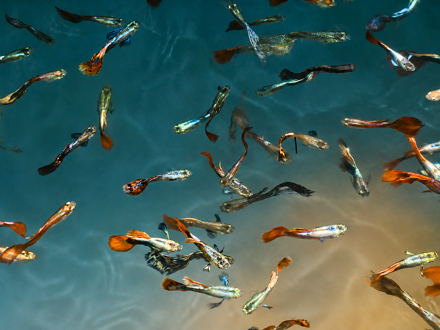 Fish teach