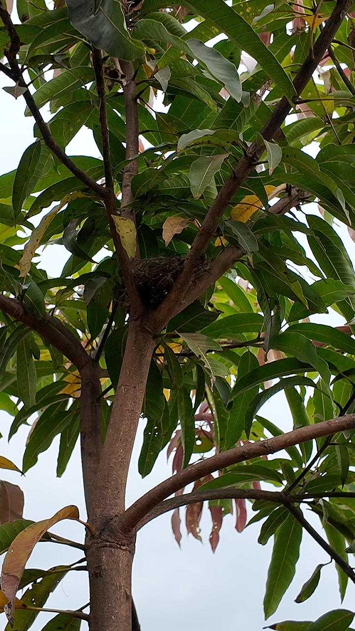 A mango tree growing on the farm