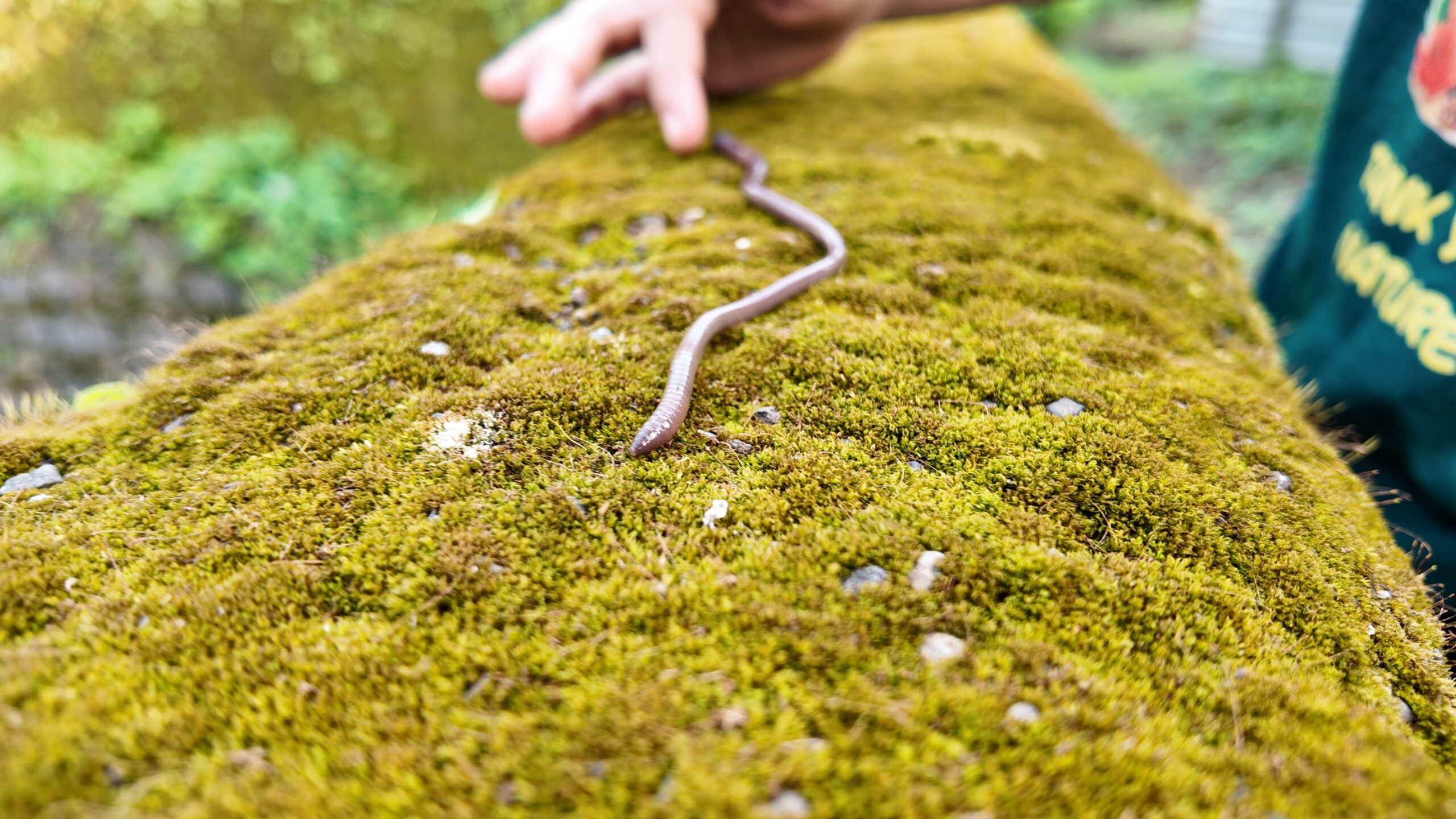 A small creature on the farm