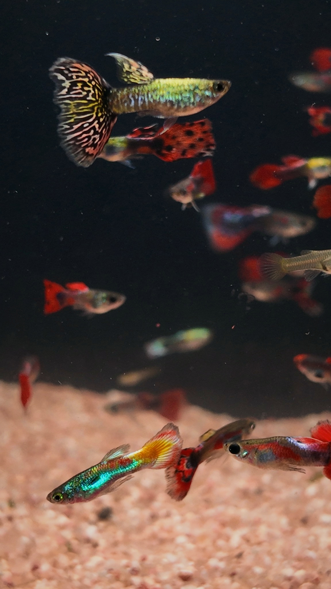 Guppy alternate view