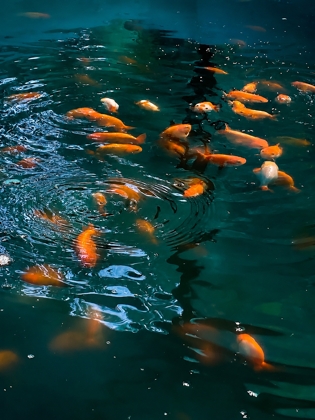 Symfiny fish