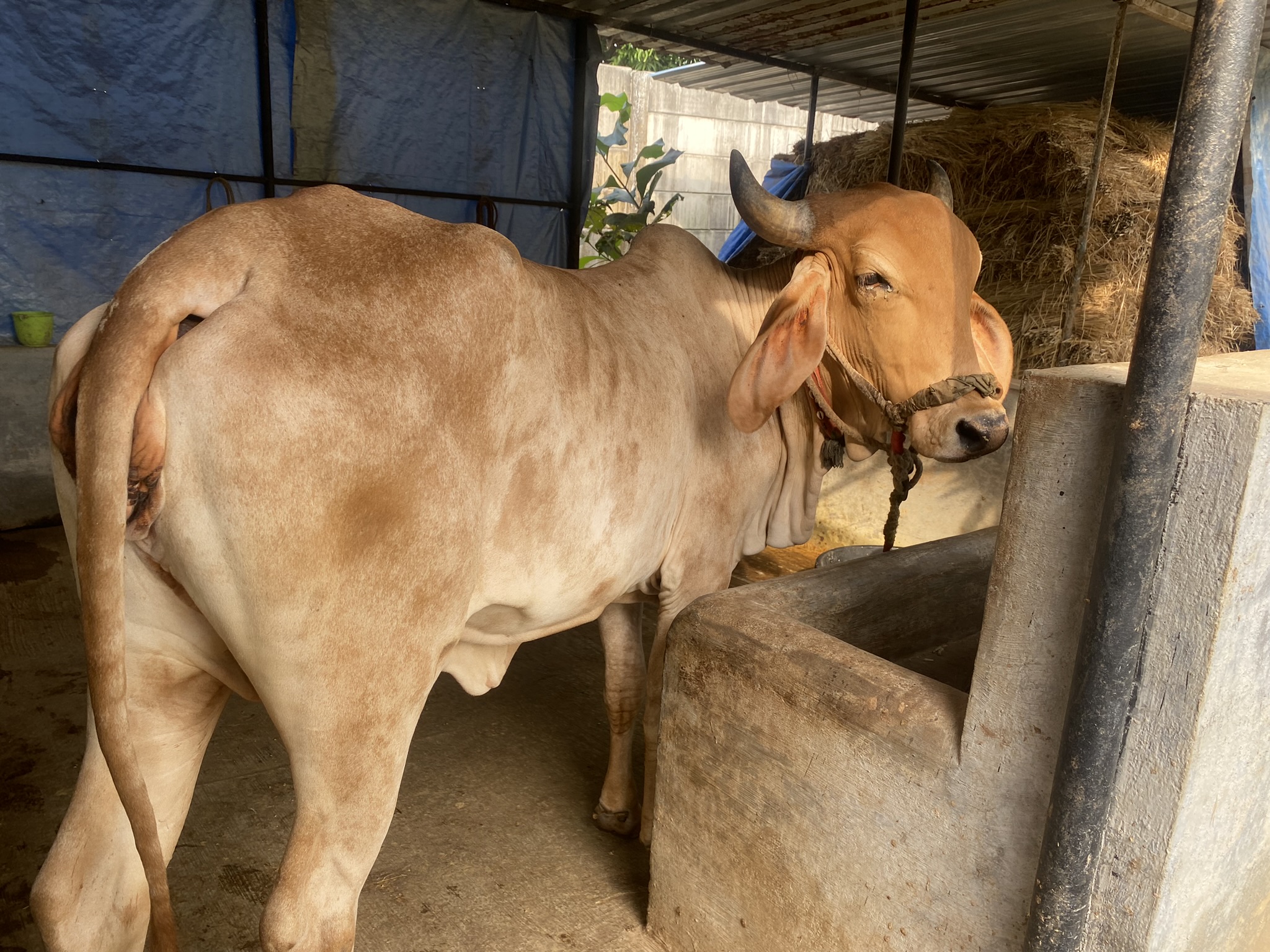 Symfiny farm life